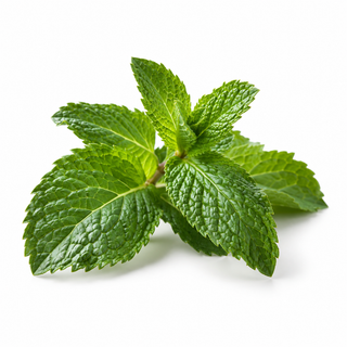 Menthe