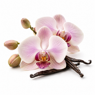 Orchidée