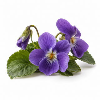 Violette